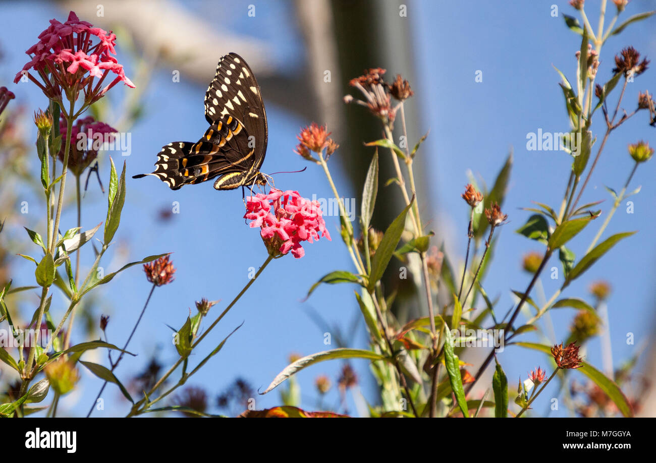 Yellow and brown Palamedes swallowtail butterfly Pterourus palamedes in