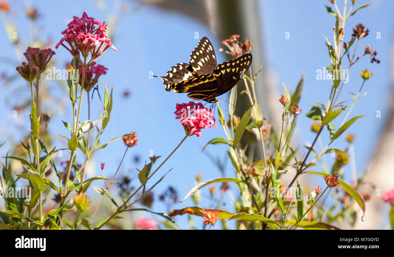 Yellow and brown Palamedes swallowtail butterfly Pterourus palamedes in