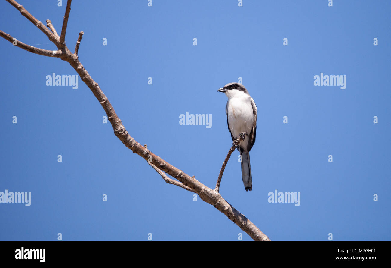 Loggerhead shrike bird Lanius ludovicianus perches on a tree in Fort ...
