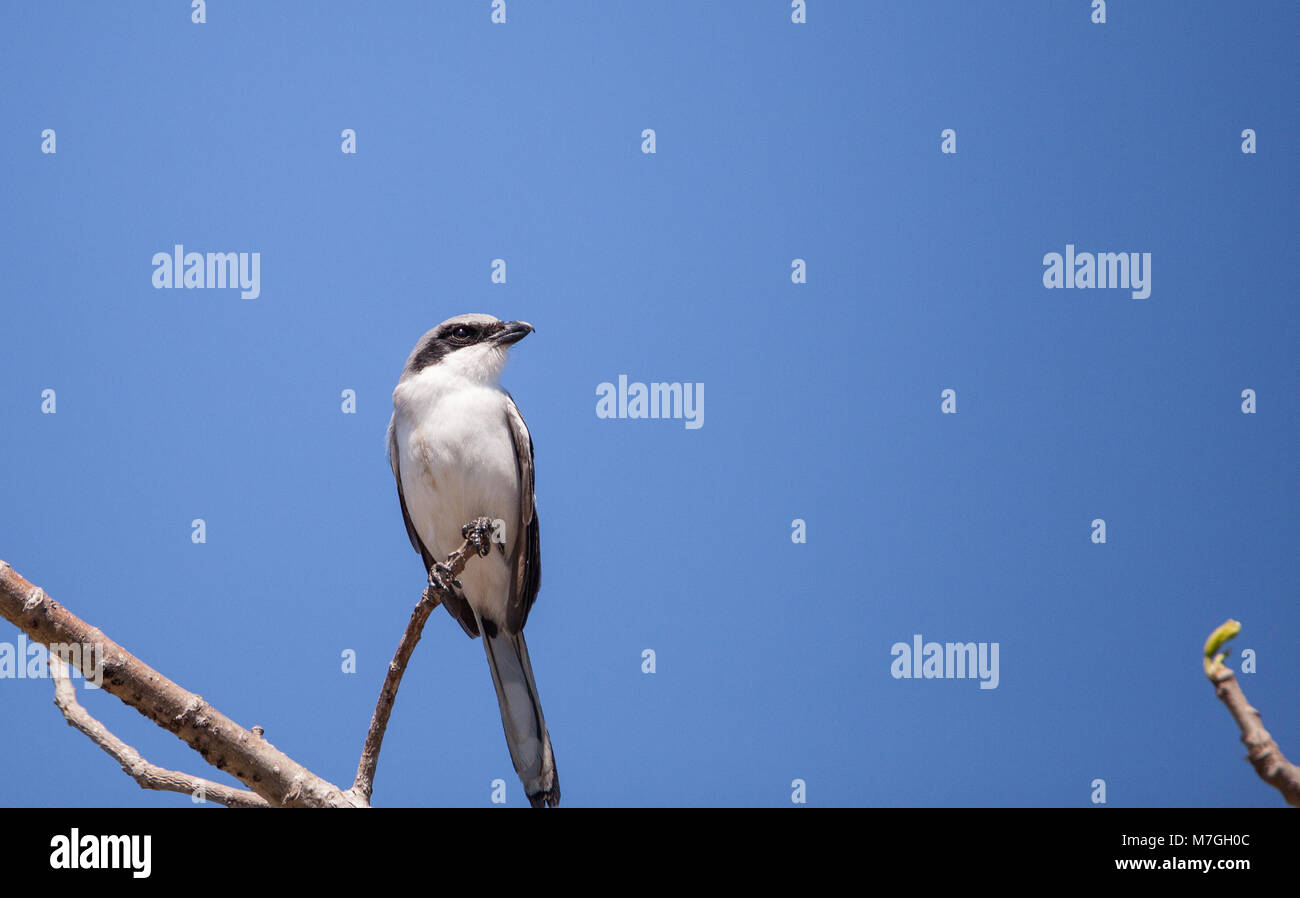 Loggerhead shrike bird Lanius ludovicianus perches on a tree in Fort ...