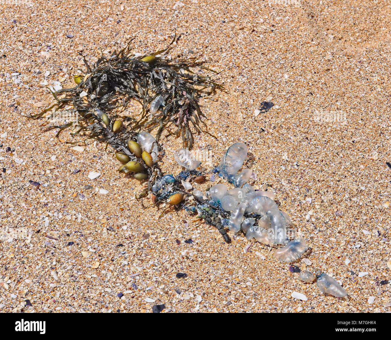 Bluebottles and Seaweed washed up on a shell grit covered beach. Stock Photo