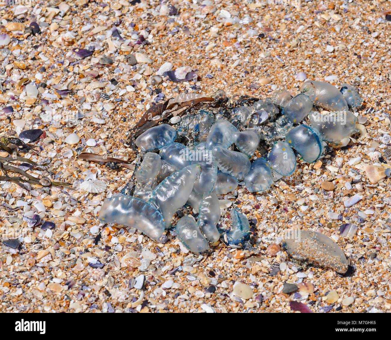 Bluebottles in a clump washed up on a shell grit covered beach. Stock Photo