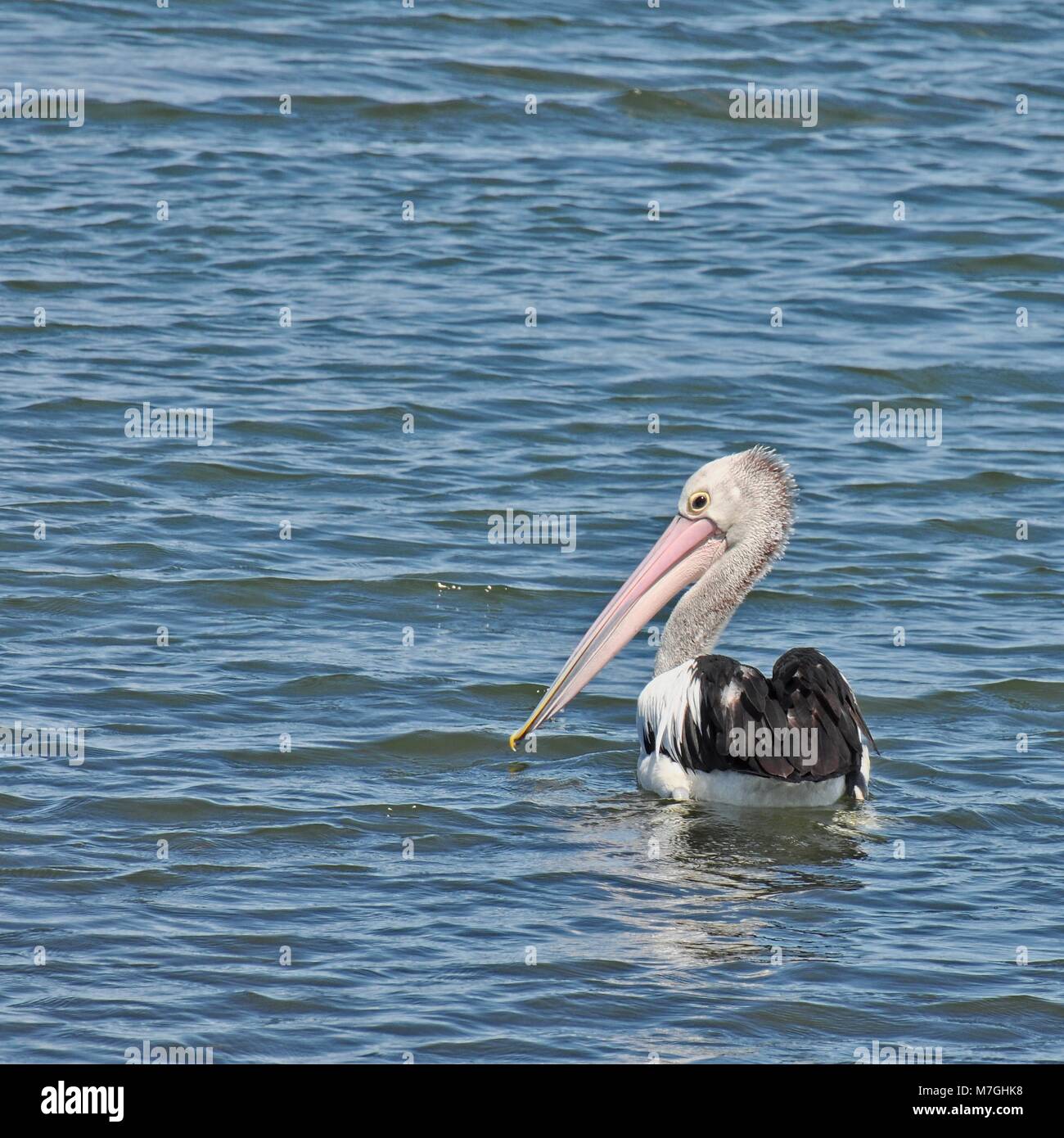 Australian Pelican on a section of water, moderate closeup. Square format. Stock Photo