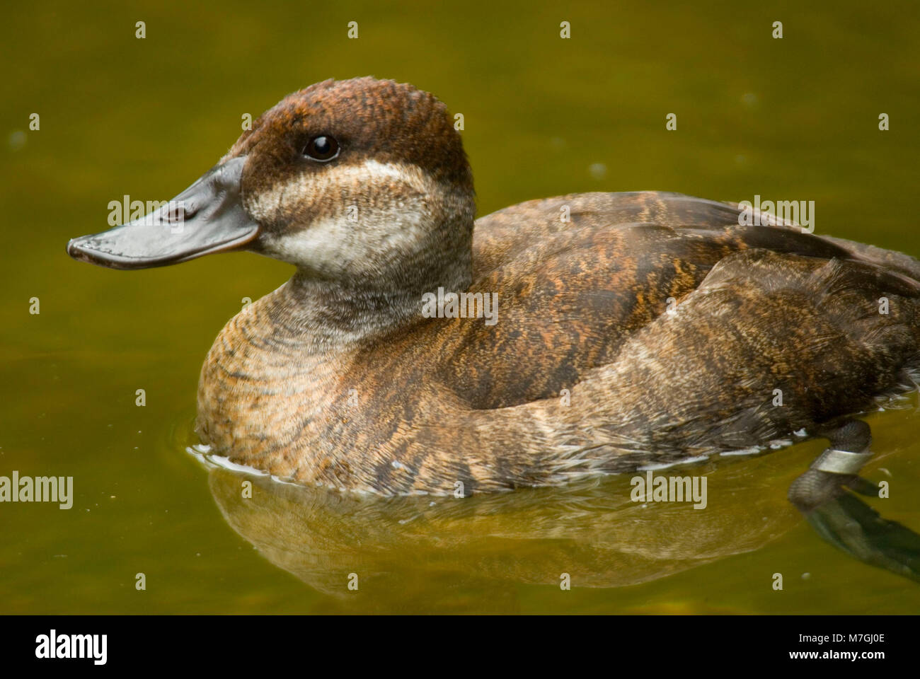 Western ruddy duck (Oxyura jamaicensis), San Diego Zoo, Balboa Park