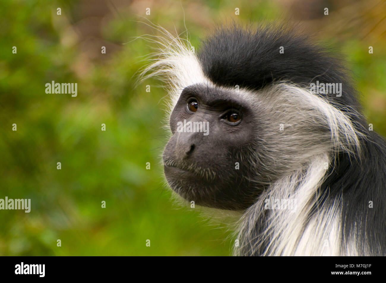 Eastern Angolan Colobus (Colobus angolensis), San Diego Zoo, Balboa