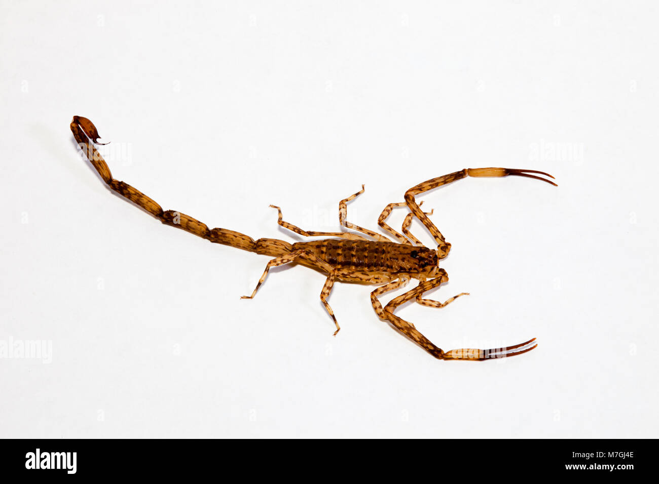 Lesser Brown Scorpion, Isometrus maculates, Maui, Hawaii. Although the non-neurotoxic sting of the sole Hawaiian scorpion species produces severe pain Stock Photo