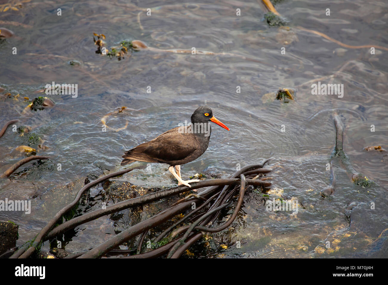 The Black Oystercatcher is a conspicuous Pacific Coast endemic shorebird that resides from Baja California to western Aleutian Islands.  This individu Stock Photo