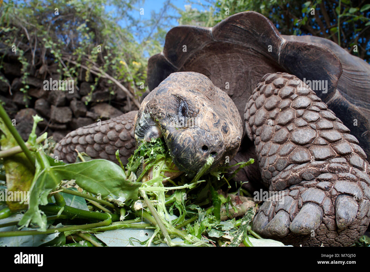 A Galapagos giant tortoise, Geochelone elephantopus, feeding on Santa Cruz Island, Galapagos Archipelago, Ecuador Stock Photo