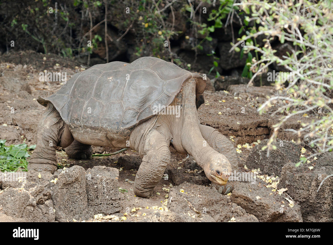 Lonesome George was the last Pinta Island Giant Tortoise, Chelonoidis nigra abingdonii.  He died on Sunday June 24th, 2012 and was believed to be arou Stock Photo