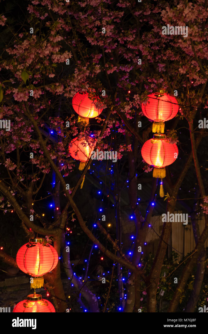 Red Chinese lanterns hanging in tree Stock Photo - Alamy