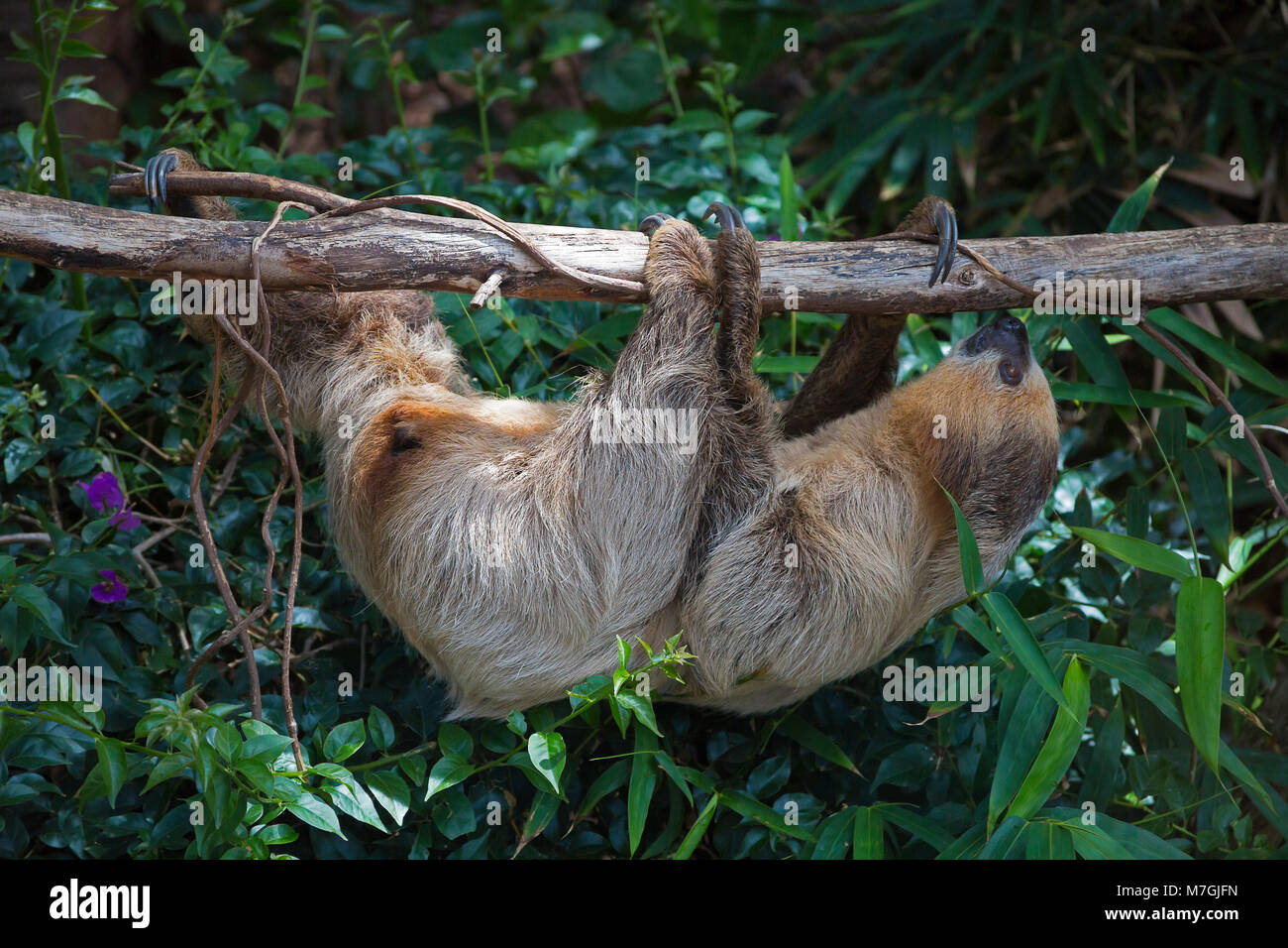 The Southern Two-Toed Sloth, Choloepus didactylus, is also known as LinnaeusÕs two-toed sloth and is found in the tropical forests of South America. Stock Photo