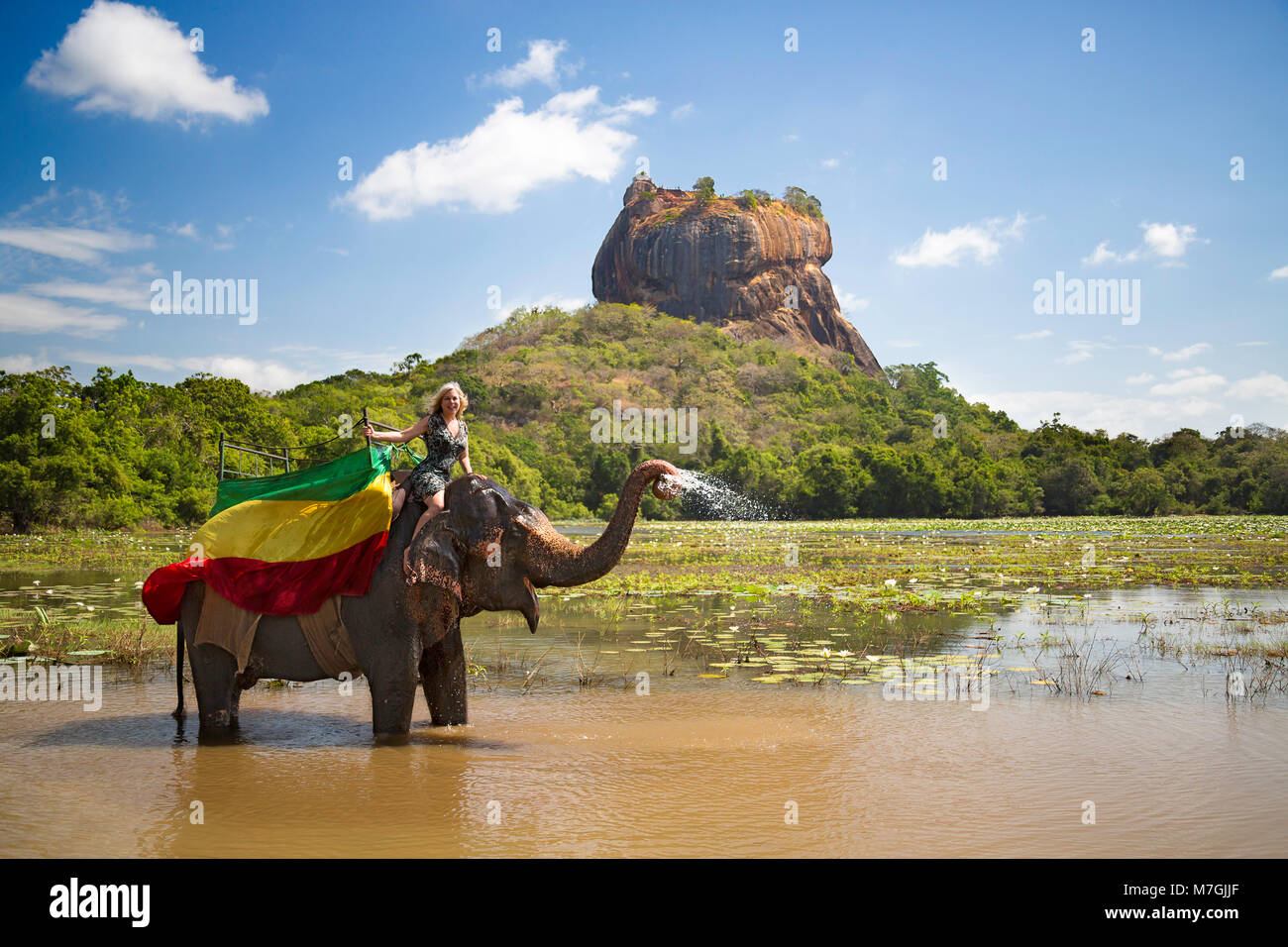 A woman (MR) on a Sri Lankan elephant, a subspecies of the Asian elephant, Elephas maximus. In the backgroud is Sigiriya, an ancient palace located in Stock Photo