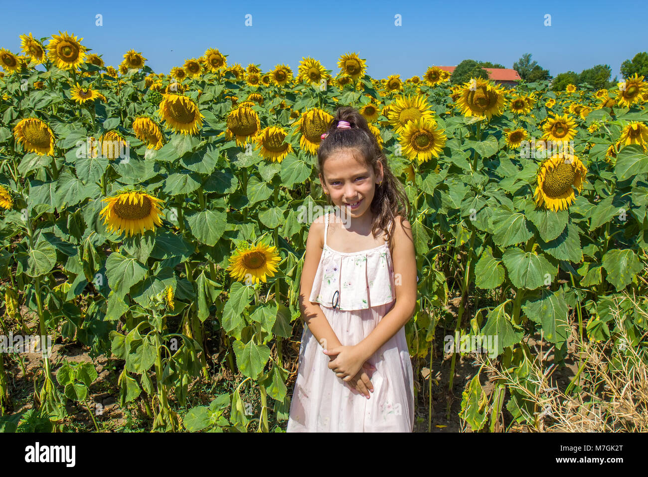 Girl in the sunflower field Stock Photo - Alamy