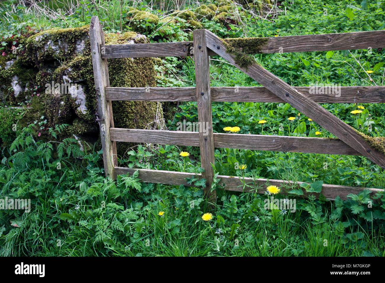 FOUR BASR FARM GATE OVERGROWN ENTRANCE WITH DANDELIONS, MILLDALE, DERBYSHIRE, ENGLAND Stock Photo