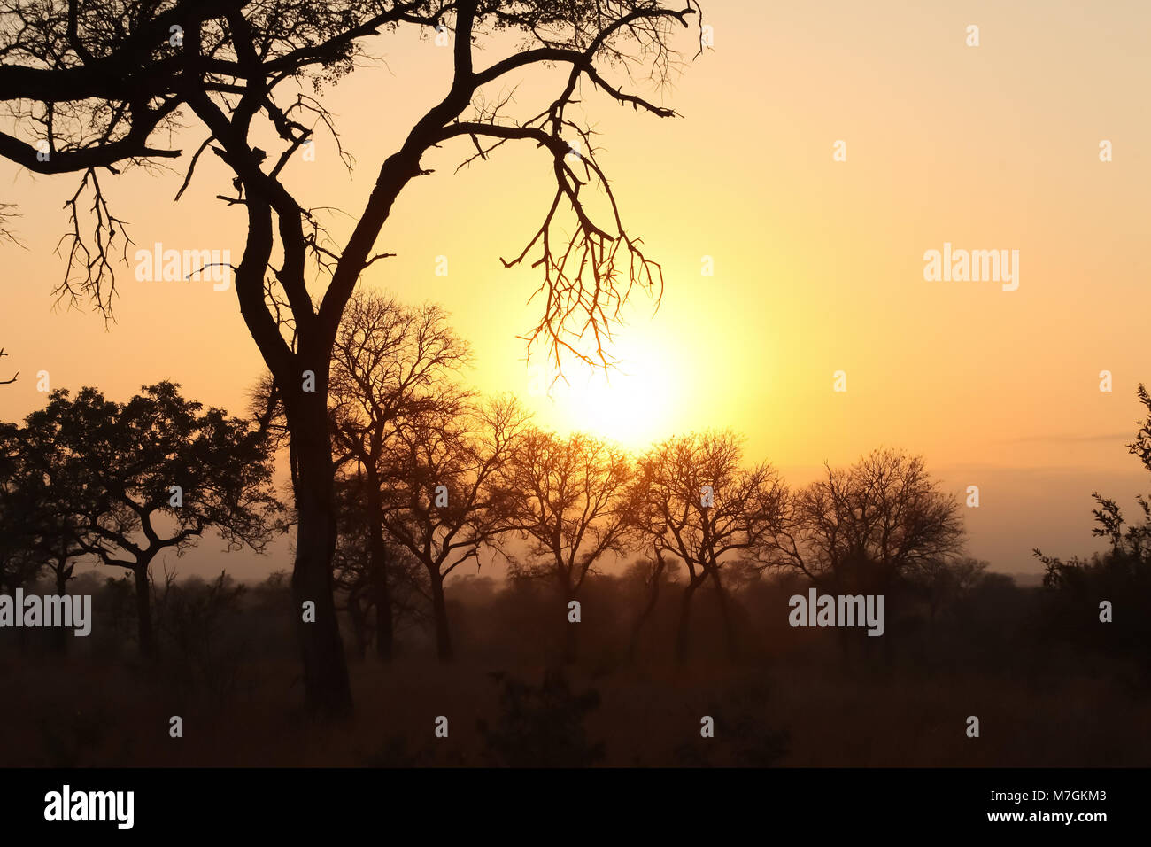 Silhouette tree at sunset on safari in a South African game reserve Stock Photo
