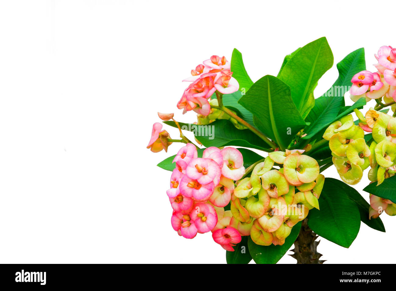 Euphobia Hi res Stock Photography And Images Alamy euphobia-hi-res-stock-photography-and-images-alamy