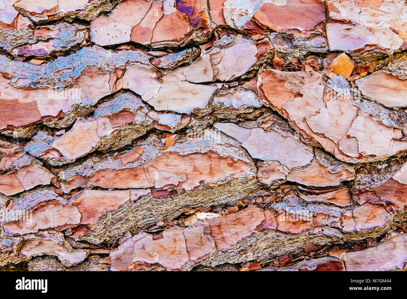 Tree bark texture and colour close up in Trent Park Hertfordshire UK Stock Photo