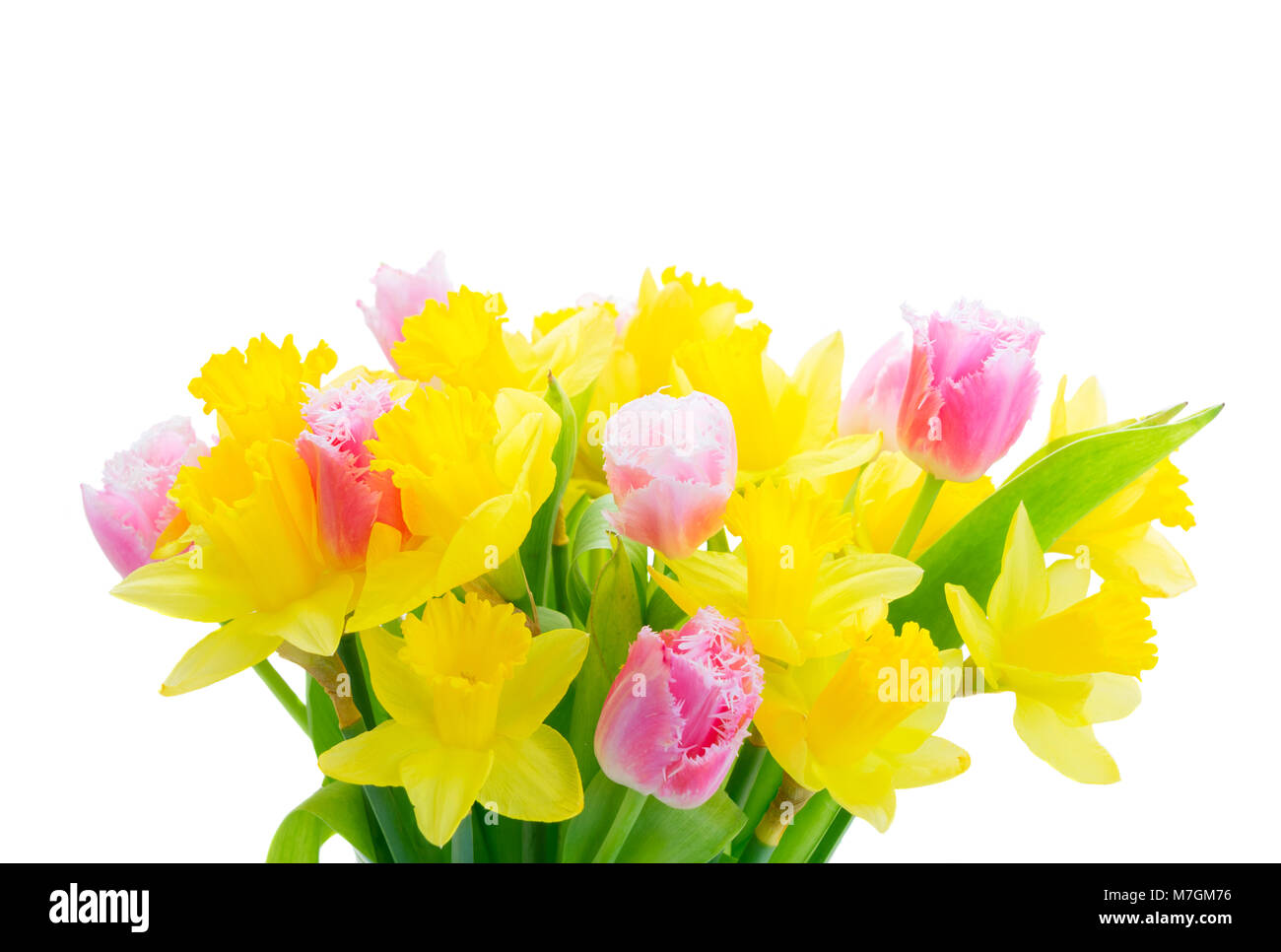 fresh pink tulips and yellow daffodils isolated on white background ...