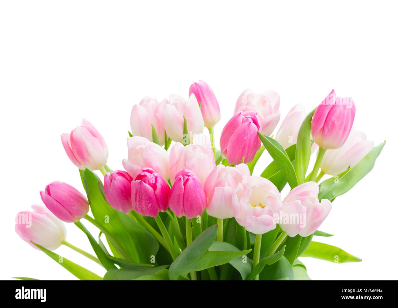 Tulip pink fresh flowers isolated on white background Stock Photo - Alamy