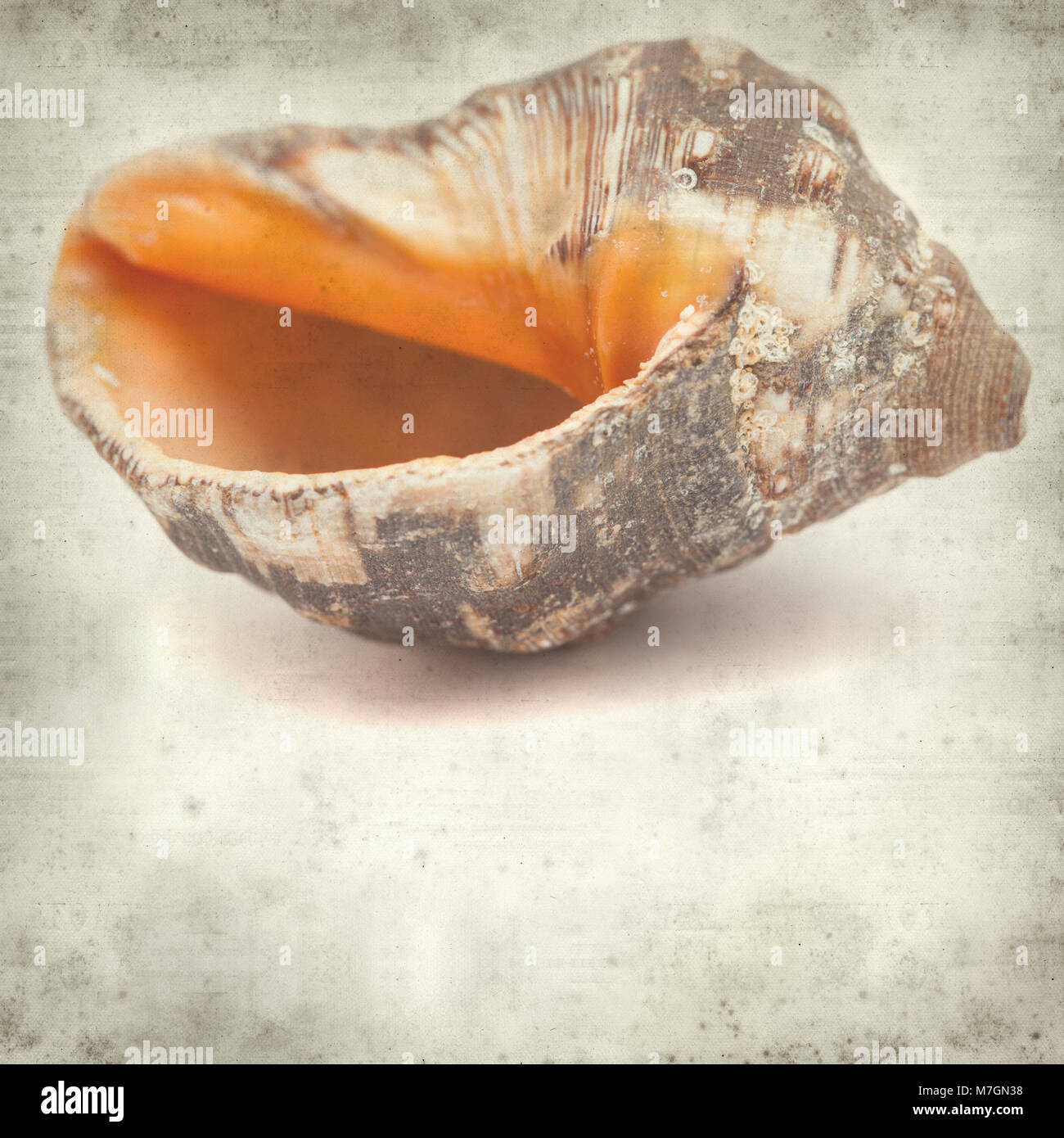 textured old paper background with sea snail shell Stock Photo - Alamy