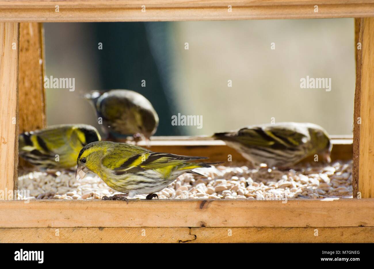 Selective Focus On A Head Of Siskin Eating Sunflower Seeds In A
