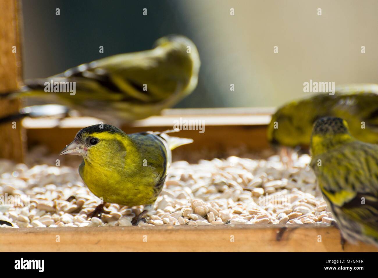 Selective Focus On A Head Of Siskin Eating Sunflower Seeds In A