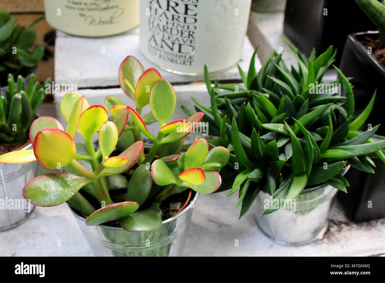 Still life - succulents in flower pots, favourite ornamental plants with interesting thick leaves Stock Photo