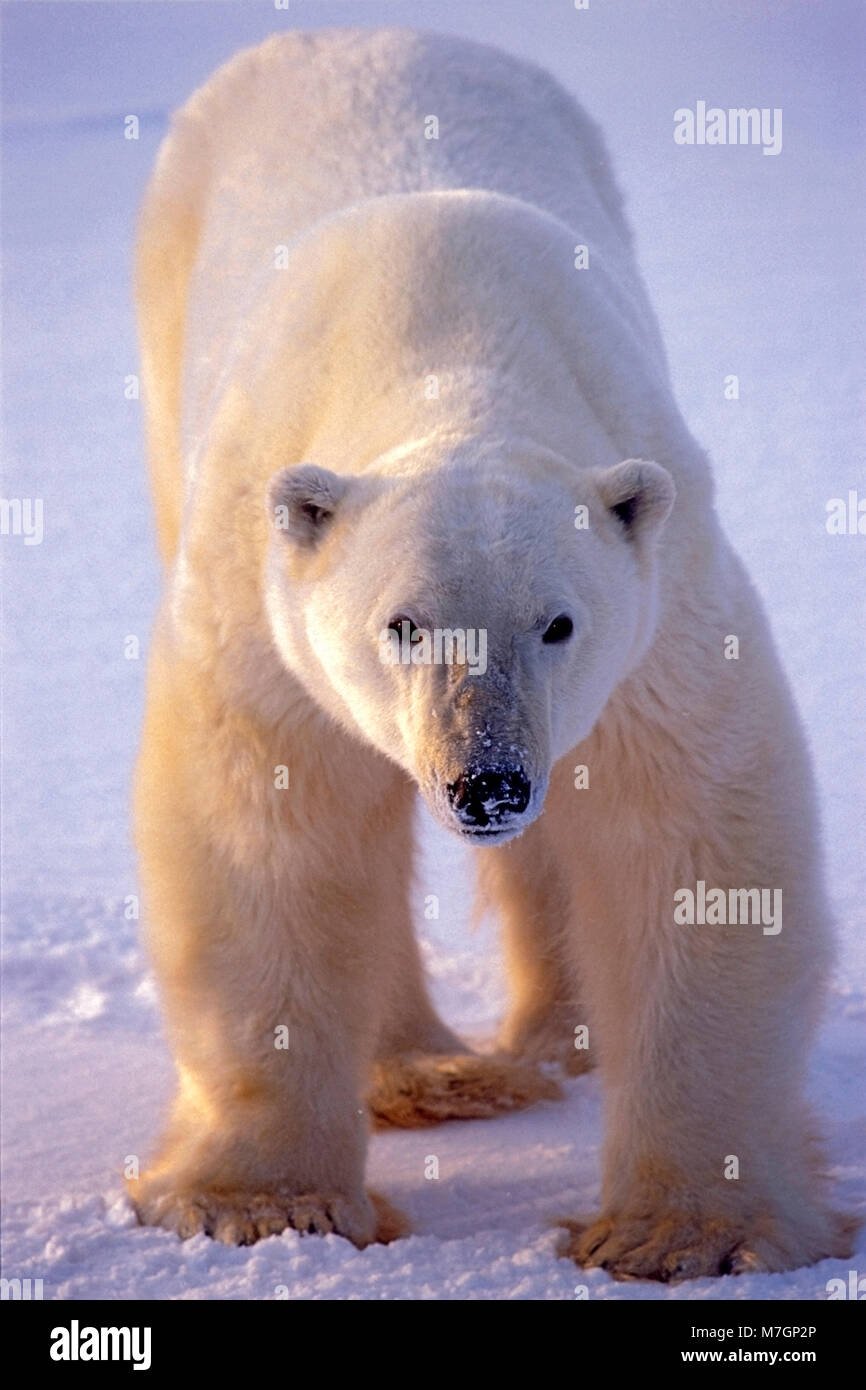 Eisbaer hi-res stock photography and images - Alamy