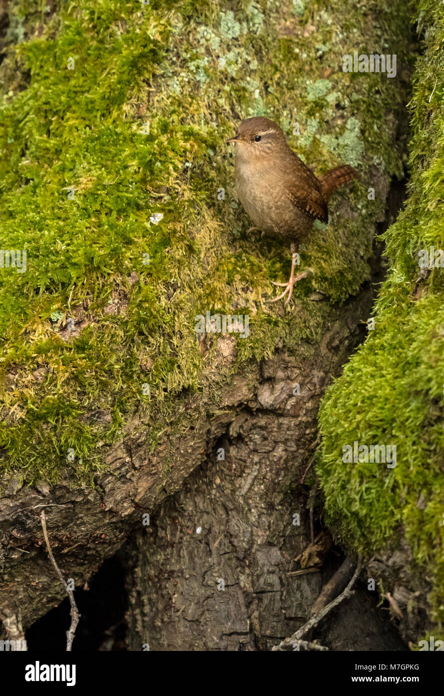 Wren (Troglodytes troglodytes Stock Photo Alamy
