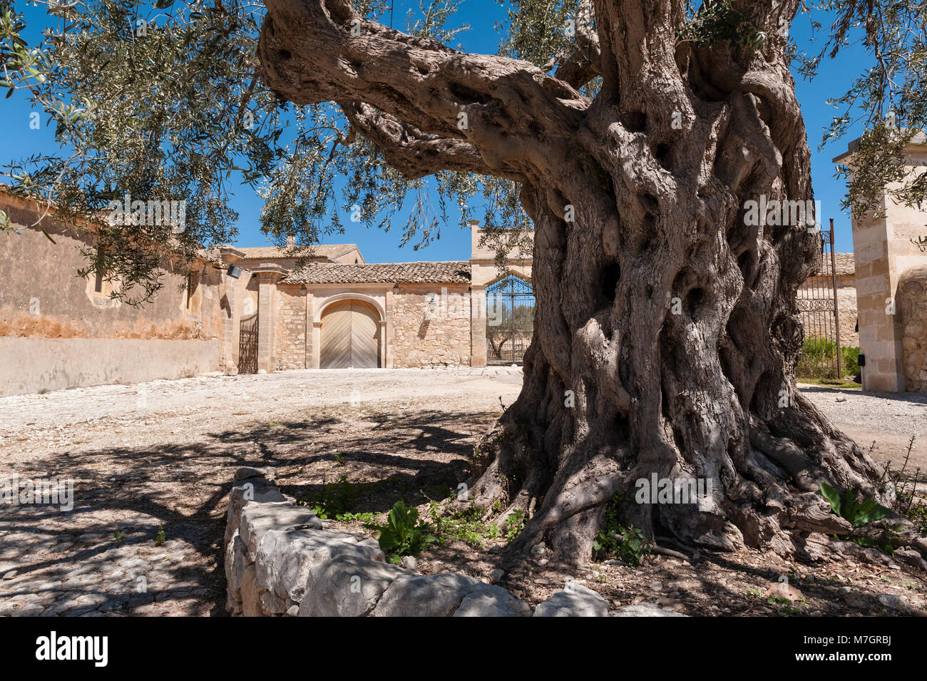 An ancient olive tree in the courtyard at Villa Fegotto, Chiaramonte Gulfi, Sicily, Italy (used as a location for the Inspector Montalbano TV series) Stock Photo