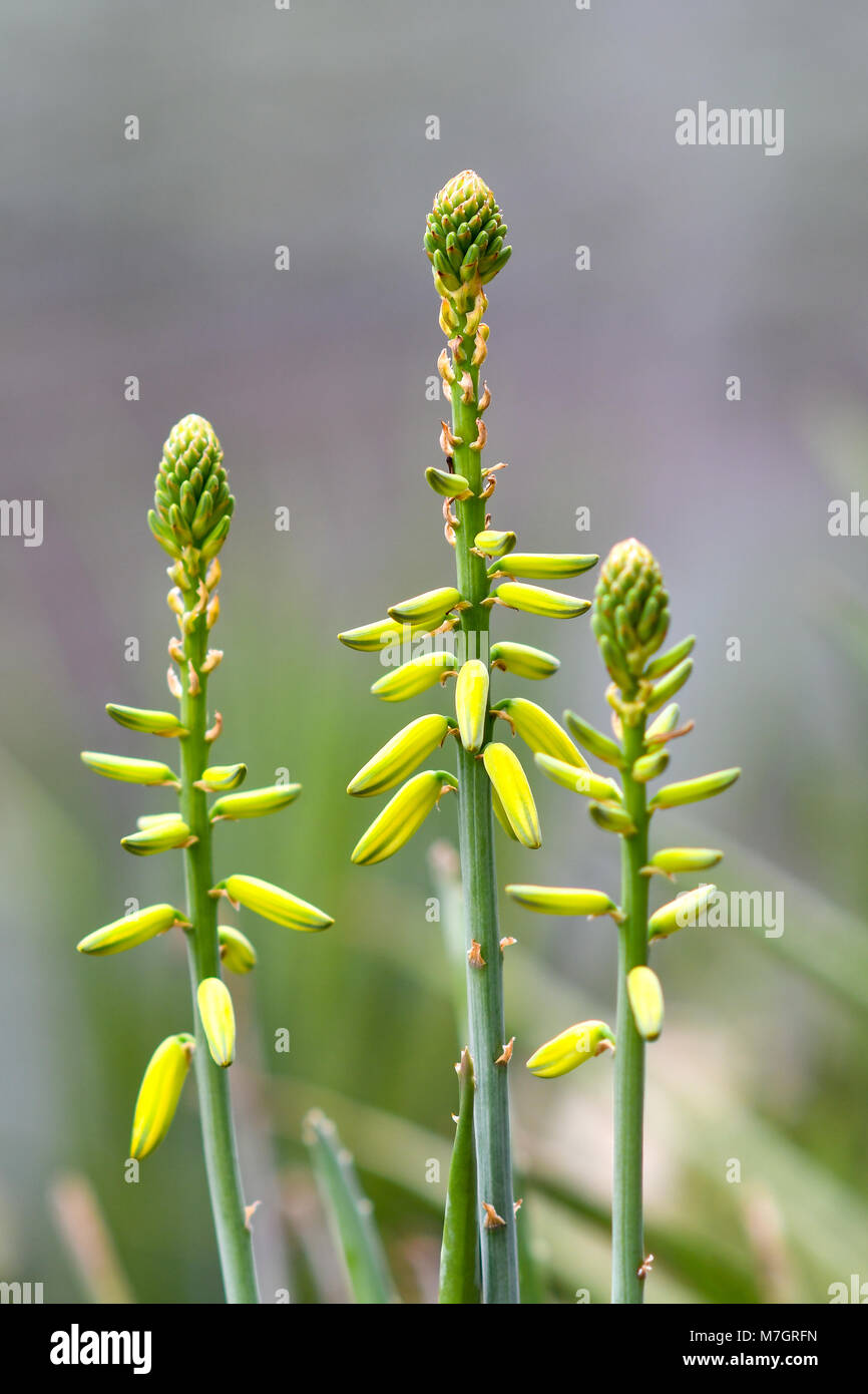Aloe vera has been widely grown as an ornamental plant Stock Photo