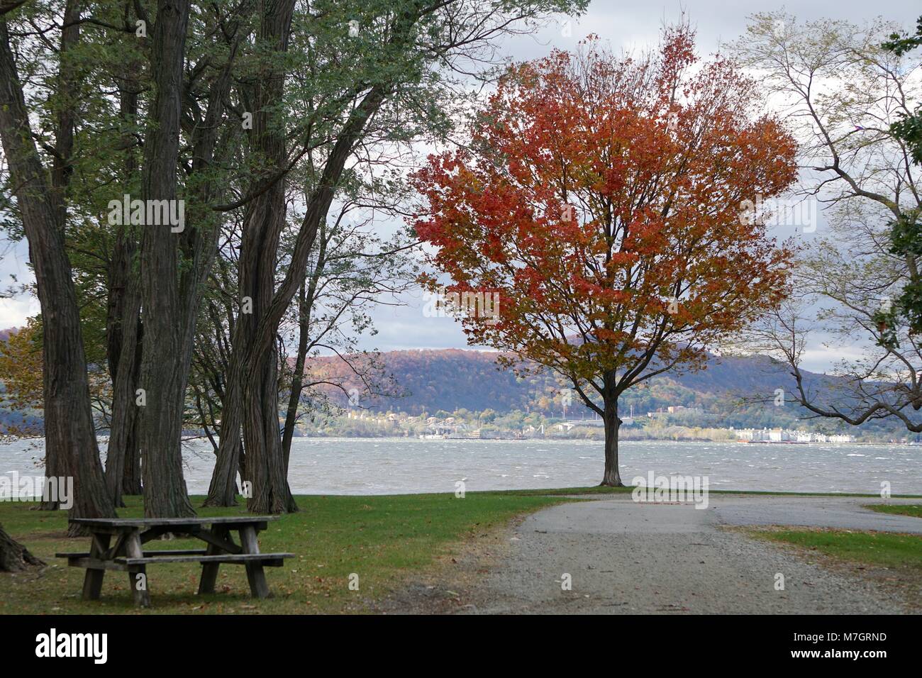 Croton Point Park, Westchester, New York, US: Red maple (Acer rubrum) -- also known as swamp, water, or soft maple -- at the edge of the Hudson River. Stock Photo