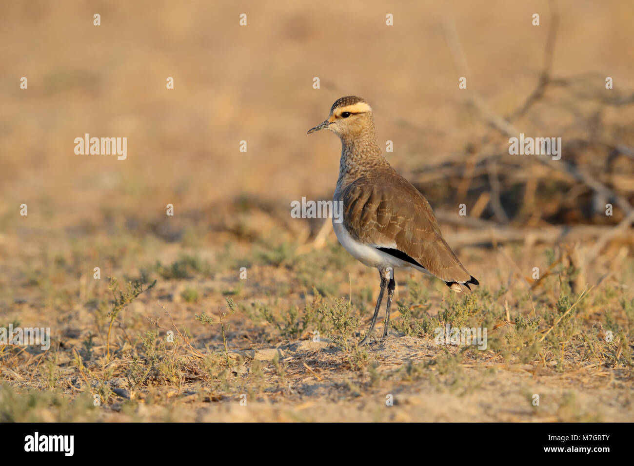 Sociable Lapwing or Sociable Plover (Vanellus gregarius) adult in non-breeding plumage in the Kutch area of Gujarat, India Stock Photo