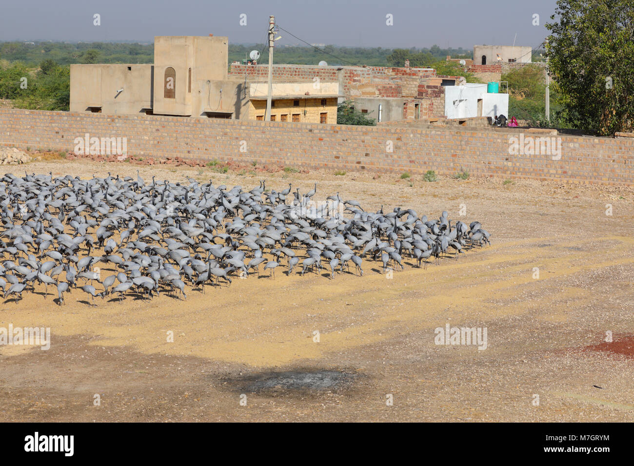 A large flock of Demoiselle Cranes (Grus virgo) feeding at the traditional site of Khichan, Rajasthan, India Stock Photo