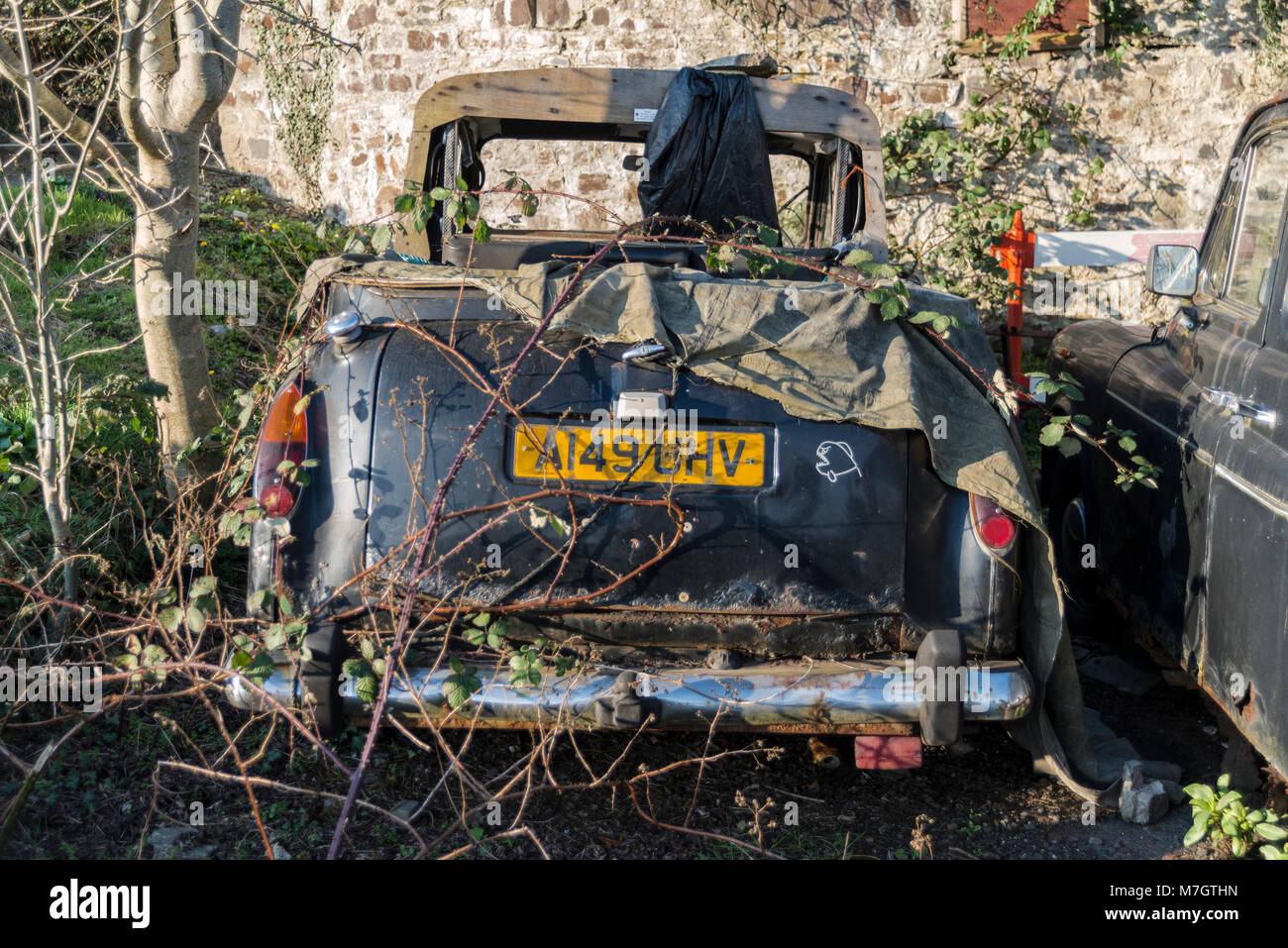 Abandoned London black cab covered in brambles Stock Photo