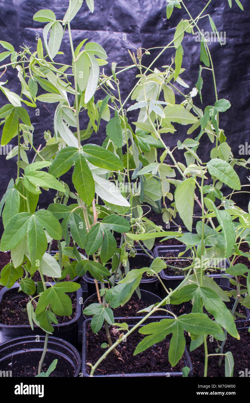 Several Young Passiflora Caerulea Blue Passion Flower Plants In Pots Stock Photo Alamy Several Young Passiflora Caerulea Blue Passion Flower Plants In Pots Stock Photo Alamy