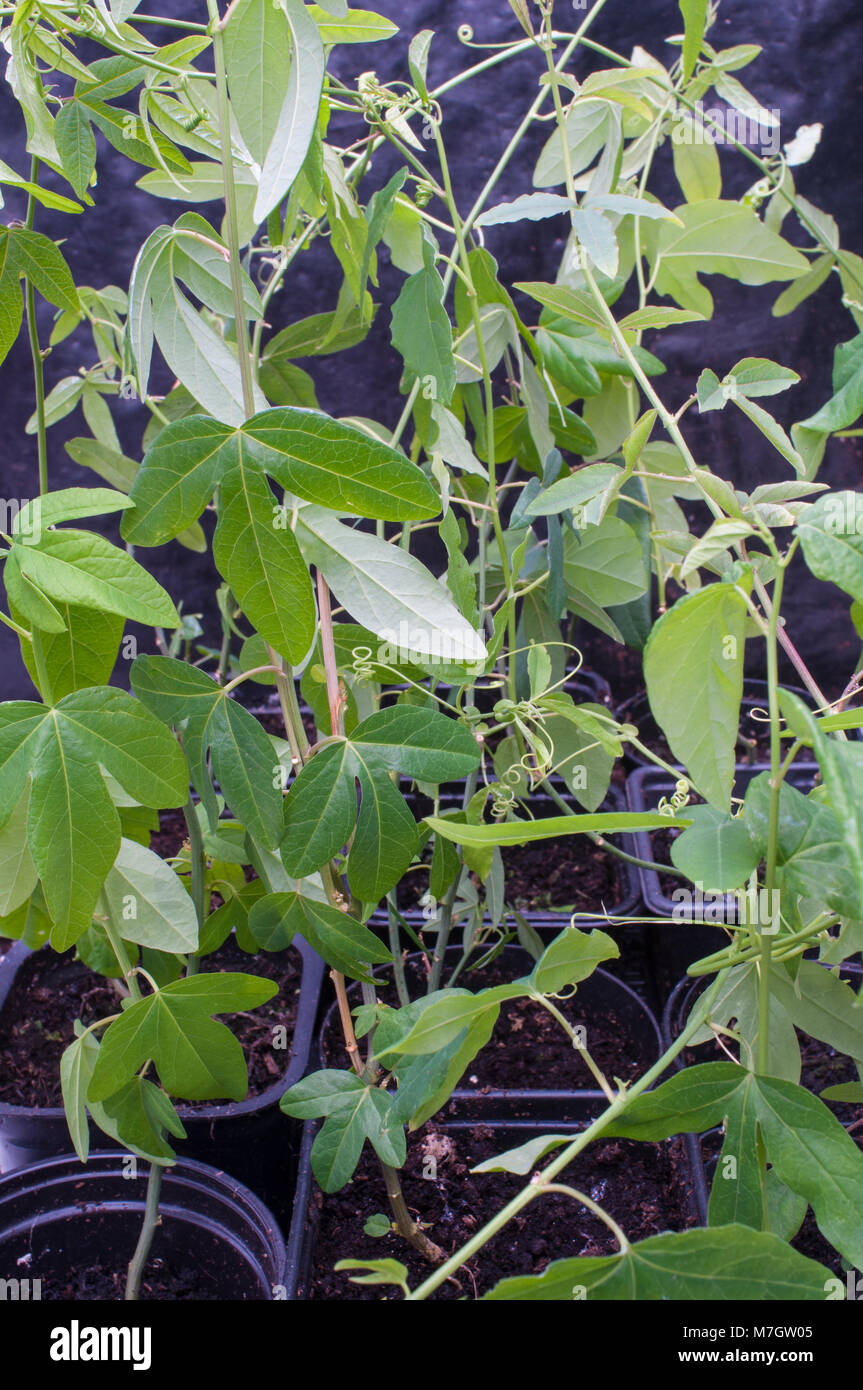 Several young Passiflora 'caerulea' (Blue Passion Flower) plants in pots. Stock Photo