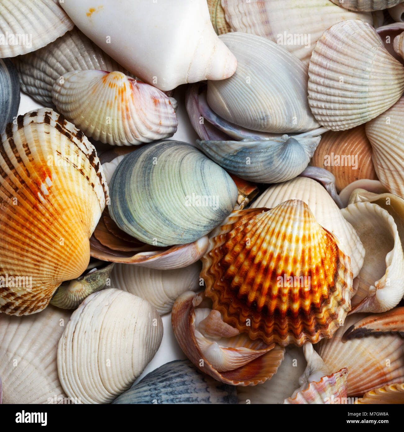 Variety of seashells at sunny summer day Stock Photo - Alamy