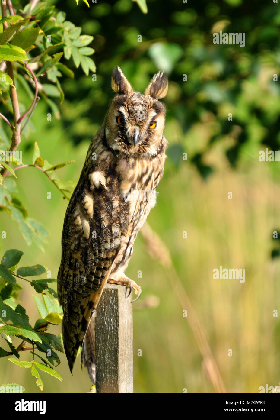 LongEared Owl (Asio otus) perched on a post and hunting for prey