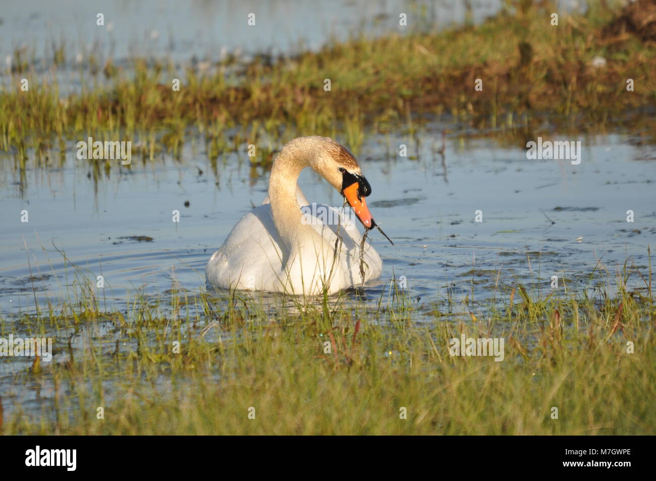Mute Swan (Cygnus olor) swimming and floating in water and marshland face on. Taken at Elmely Nature Reserve, Kent. Stock Photo