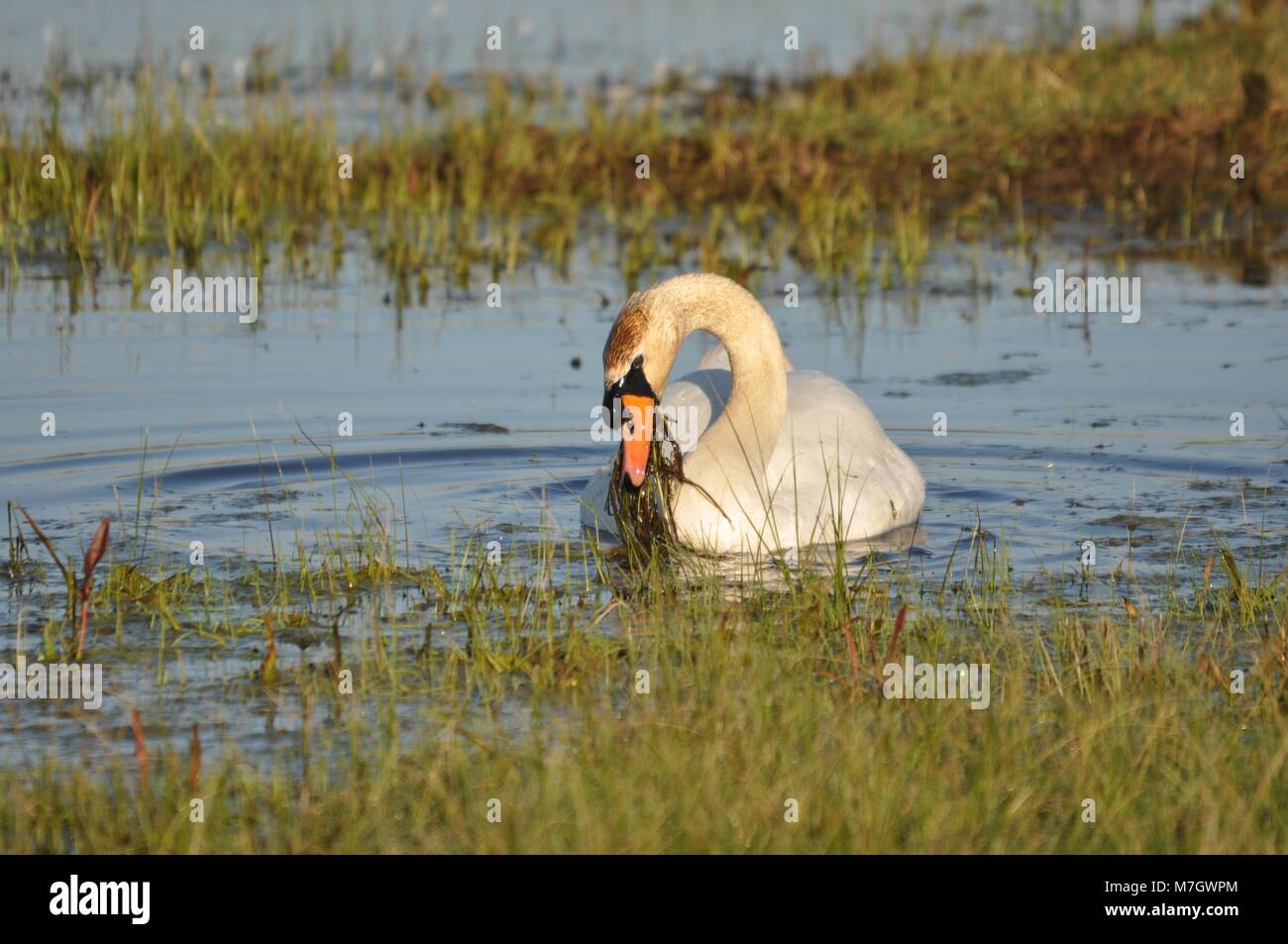 Mute Swan (Cygnus olor) swimming and floating in water and marshland face on. Taken at Elmely Nature Reserve, Kent. Stock Photo