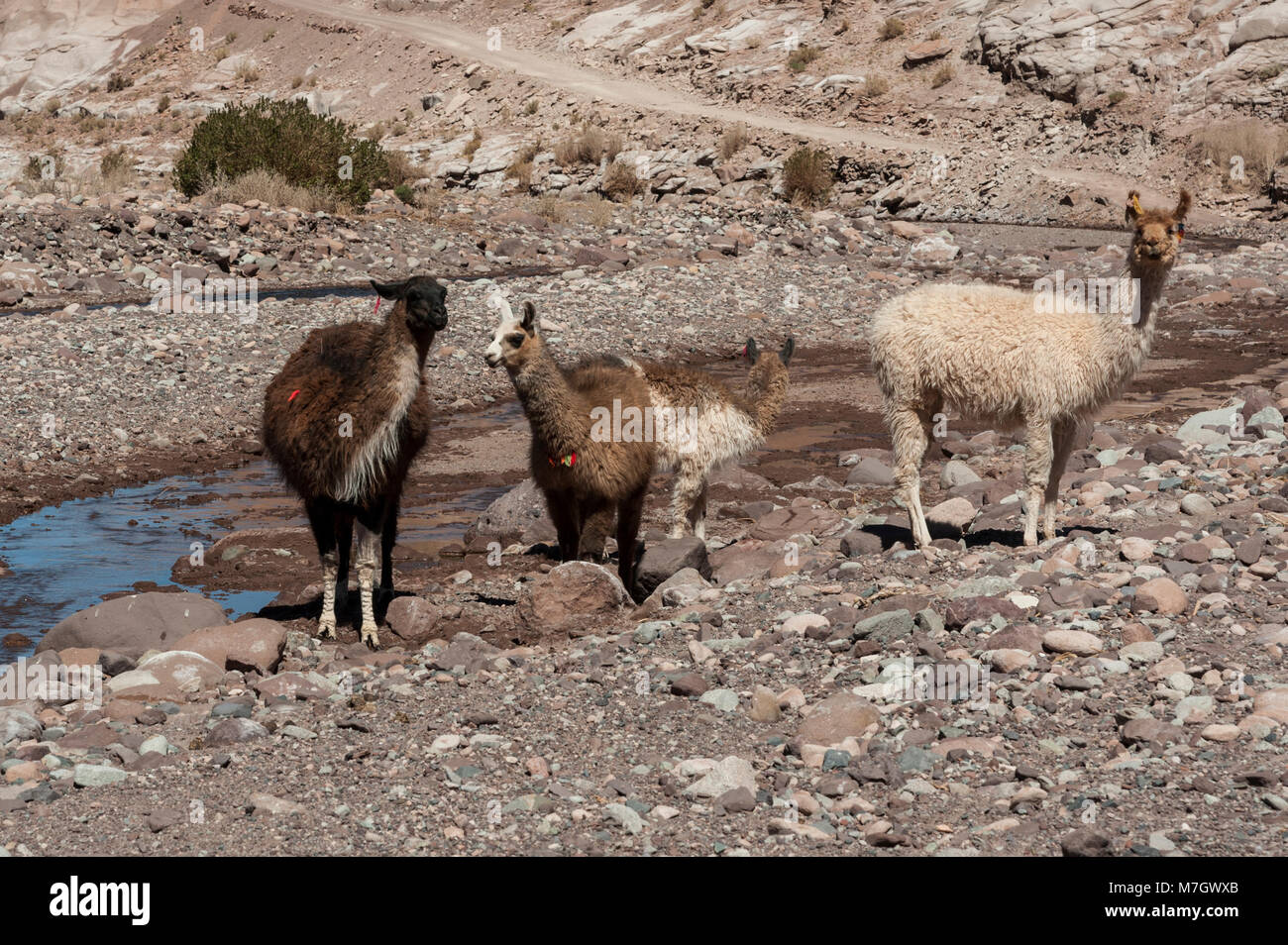 Group of llamas towards the Rainbow Valley (Valle Arcoiris), in the Atacama Desert in Chile Stock Photo