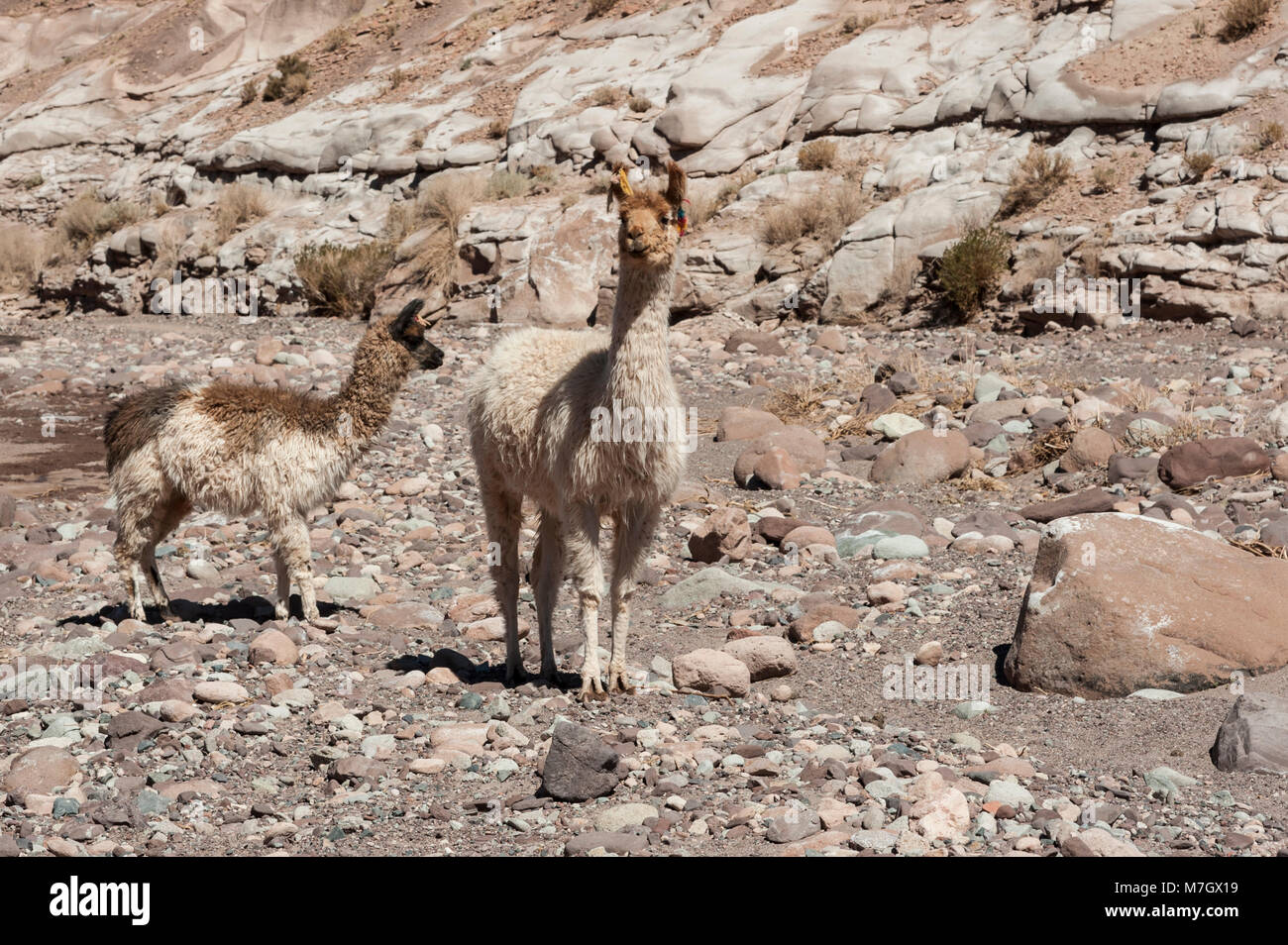Group of llamas towards the Rainbow Valley (Valle Arcoiris), in the Atacama Desert in Chile Stock Photo