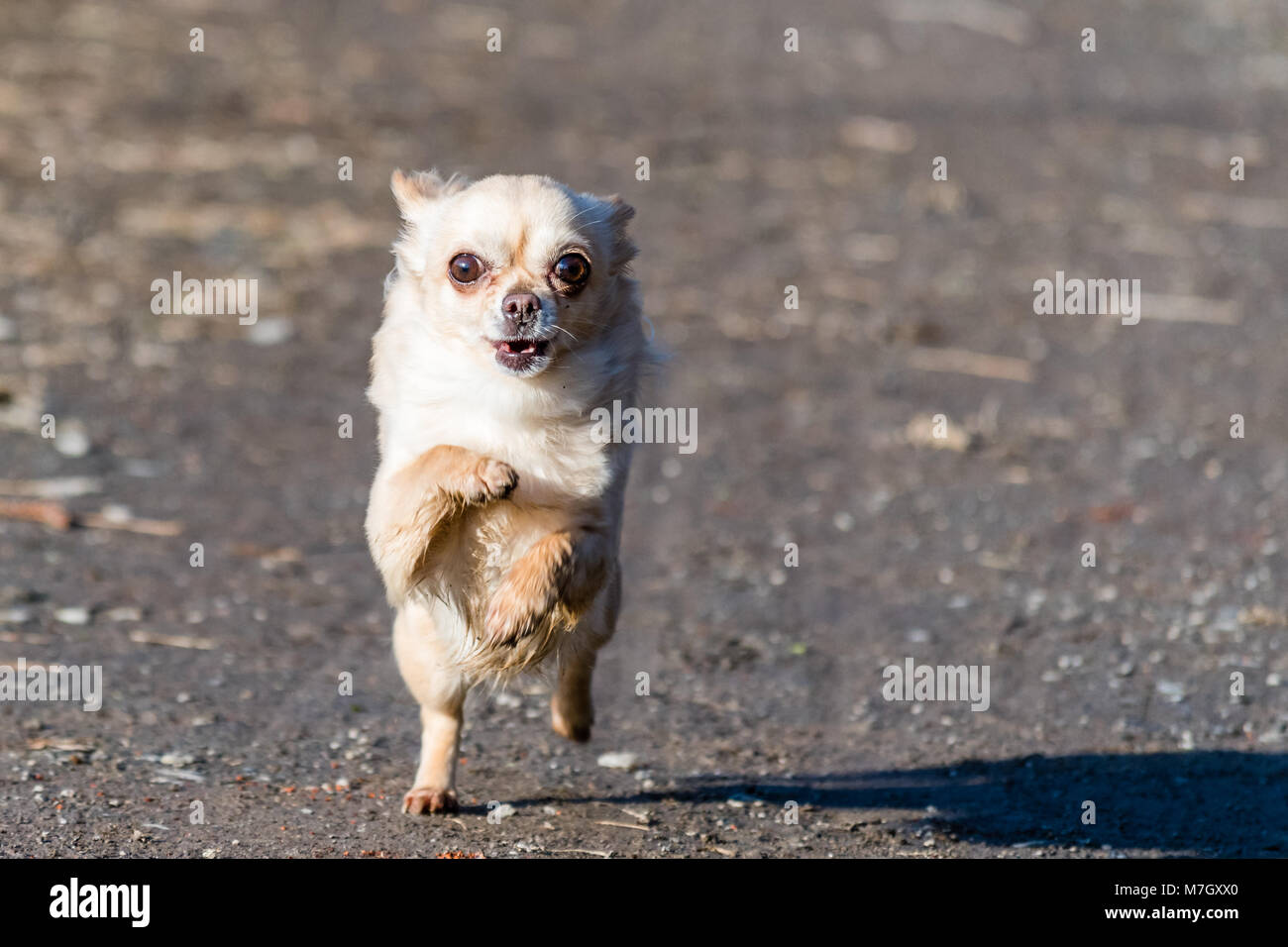 How Fast Can Small Dogs Run