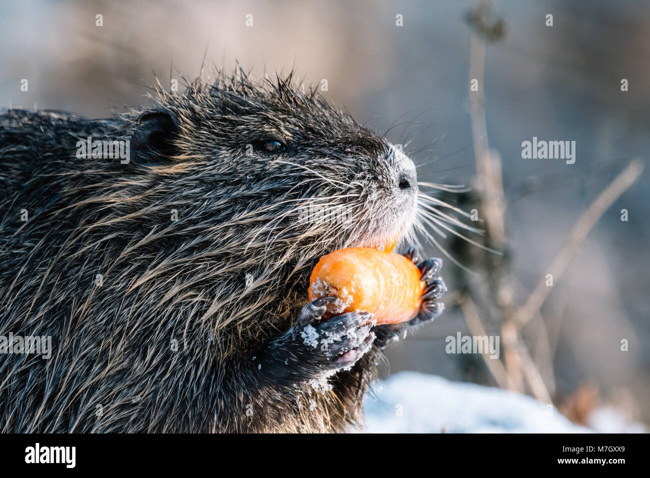 Portrait of wild coypu eating a carrot.  View from side. Also known as Myocastor coypus. Stock Photo