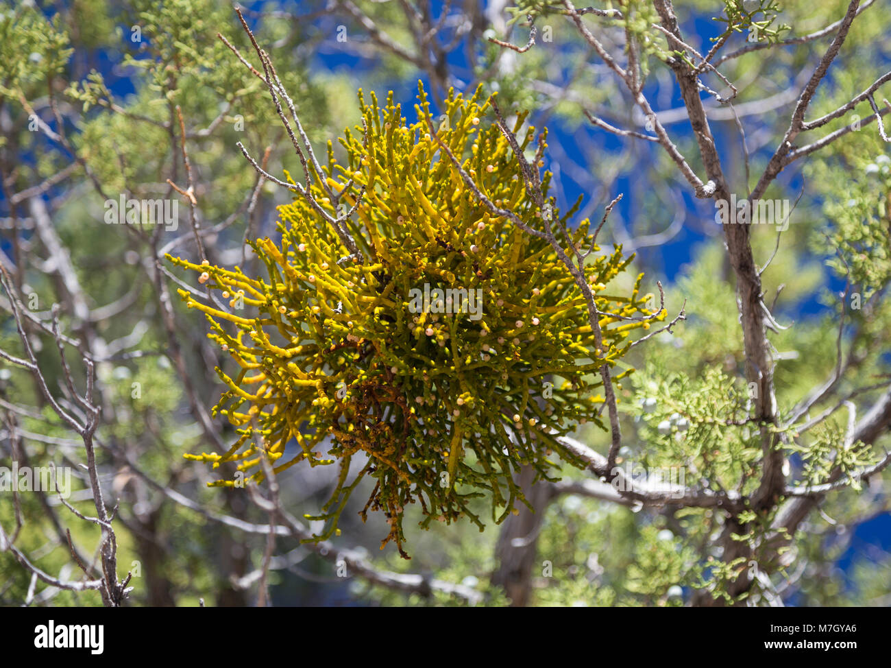 Juniper mistletoe (Phoradendron juniperinum) at Tusayan Ruin, Grand Canyon South Rim, Arizona, USA Stock Photo