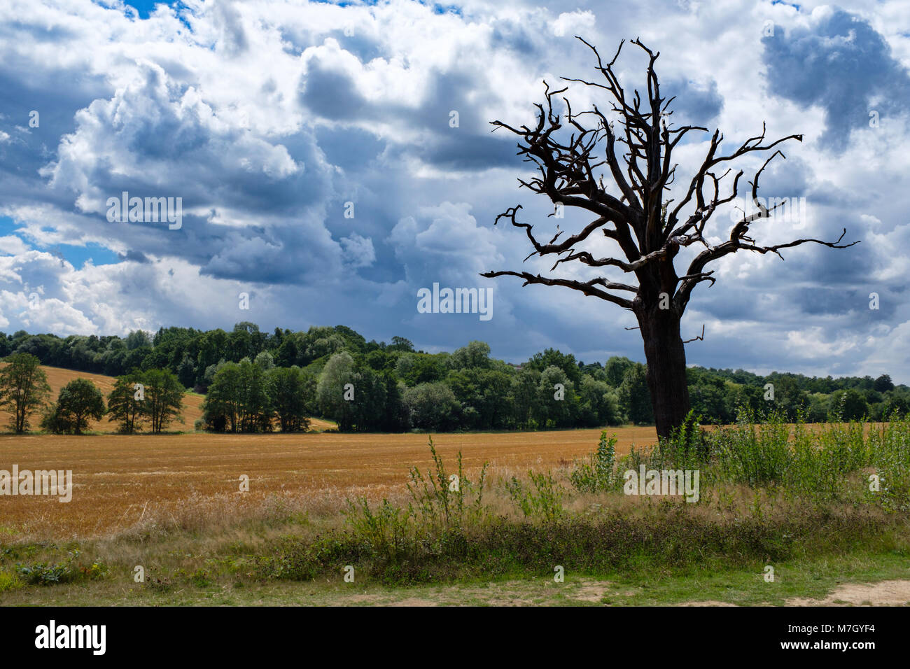 A landscape shot of an old weathered tree on farmland next to Trent Park, Hertfordshire, UK Stock Photo