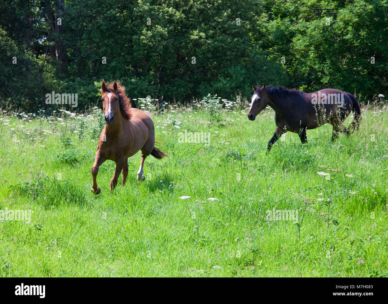 2 horses near Buttercrambe East Yorkshire Stock Photo