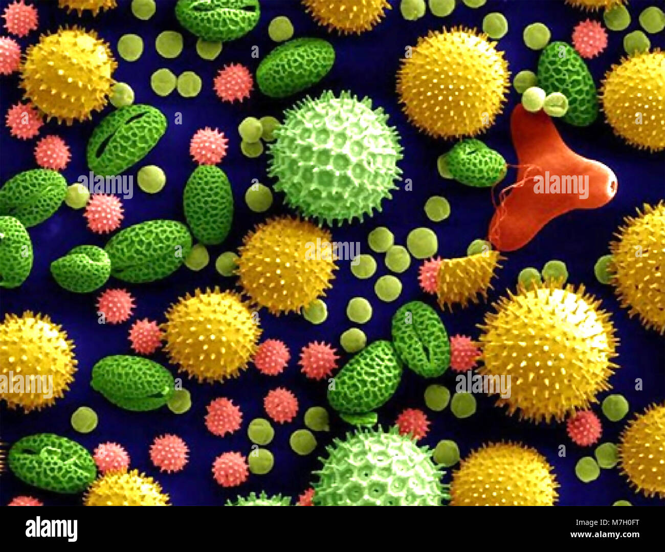 POLLEN grains under an electron microscope. Photo Courtesy of Dartmouth Electron Microscope Facility. Stock Photo