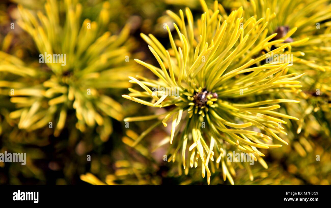 Pine Tree With Yellow and green in end of winter Stock Photo